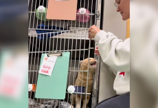 Shelter Cat Who ‘Hates Being Alone’ Begs Staff Not To Put Him Back In His Kennel