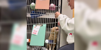 Shelter Cat Who ‘Hates Being Alone’ Begs Staff Not To Put Him Back In His Kennel