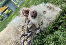 Shelter Hopes To Find The Perfect Home For This ‘Frat Boy’ Dog With A Heart Of Gold