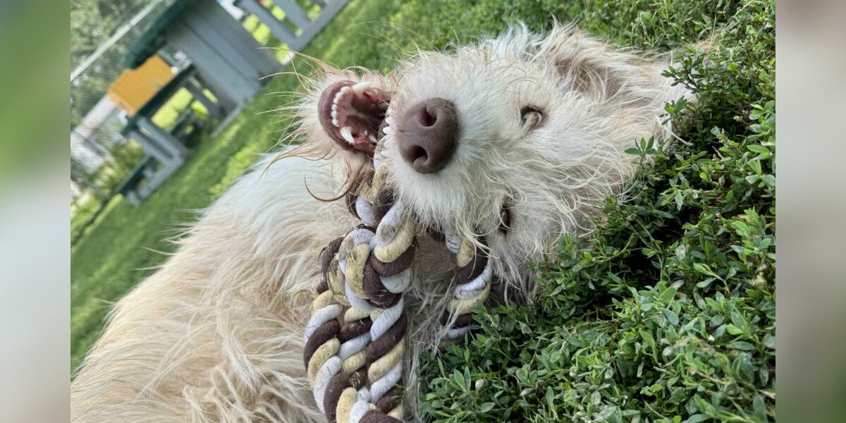 Shelter Hopes To Find The Perfect Home For This ‘Frat Boy’ Dog With A Heart Of Gold