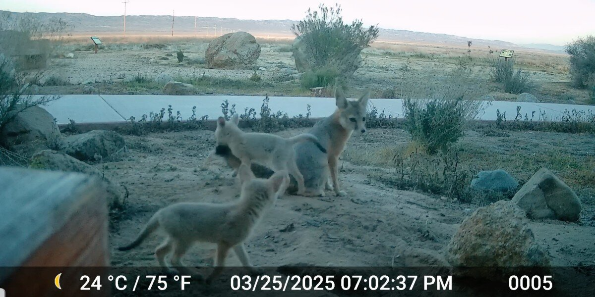 Trail Cam Captures Rare — And Adorable — Footage Of Endangered Fox Family At Play