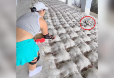 Rollerbladers Hit The Brakes When They Spot A Ball Of Feathers Abandoned Under A Bridge