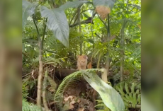 Bachelorette Party Takes Wild Turn When Group Finds Two Lost Babies In The Jungle