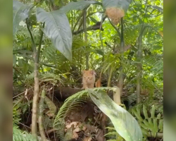 Bachelorette Party Takes Wild Turn When Group Finds Two Lost Babies In The Jungle