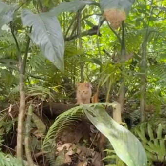 Bachelorette Party Takes Wild Turn When Group Finds Two Lost Babies In The Jungle