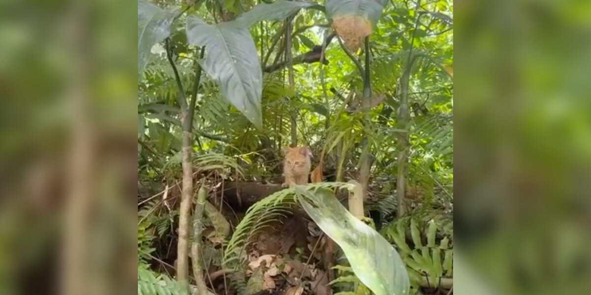 Bachelorette Party Takes Wild Turn When Group Finds Two Lost Babies In The Jungle