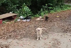 Tiny Pup Cries For Help On The Roadside — Then Rescuers Realize He’s Not Alone