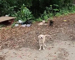 Tiny Pup Cries For Help On The Roadside — Then Rescuers Realize He’s Not Alone