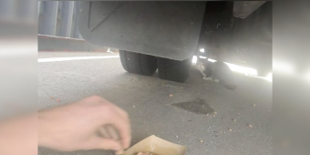 Man Finds Stray Cat Hiding Under Amazon Truck — Then Can’t Believe Where He’s From