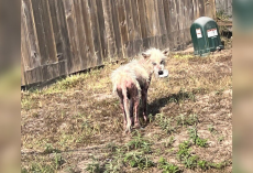 Teacher Spots Hairless Dog Wandering Near School — And Decides To Change His Life Forever