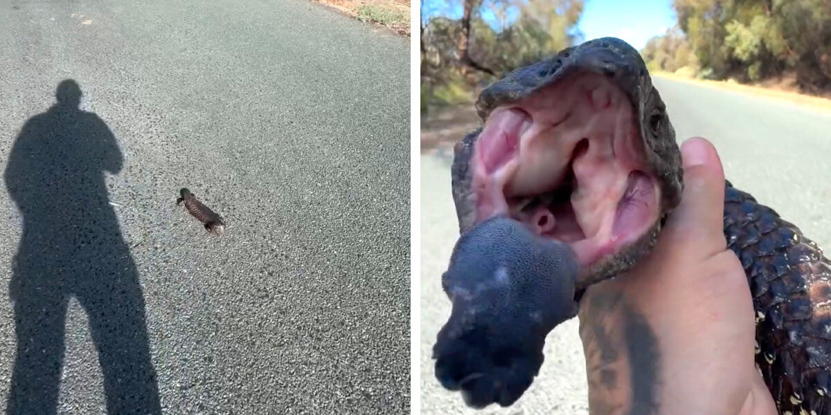 Man Stops For ‘Angry’ Creature In The Road — And Ends Up Earning Her Trust