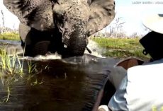 Tourists Share Harrowing Escape After Elephant Charges Canoe During Safari