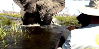 Tourists Share Harrowing Escape After Elephant Charges Canoe During Safari