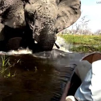 Tourists Share Harrowing Escape After Elephant Charges Canoe During Safari