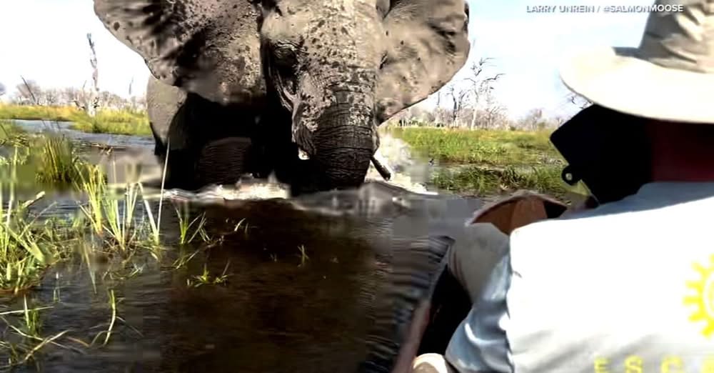 Tourists Share Harrowing Escape After Elephant Charges Canoe During Safari