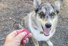 How to Use a Clicker to Train Your Dog