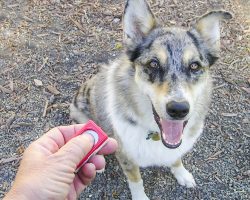 How to Use a Clicker to Train Your Dog