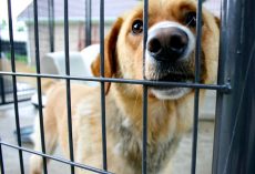 Fostering vs. Adopting: What’s the Real Difference? Here’s How to Tell Which Is Right for You