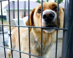 Fostering vs. Adopting: What’s the Real Difference? Here’s How to Tell Which Is Right for You