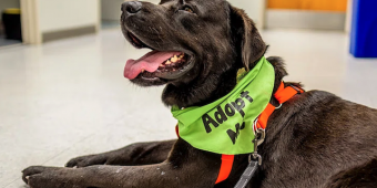 How Much Does It Really Cost to Adopt a Rescue Dog?