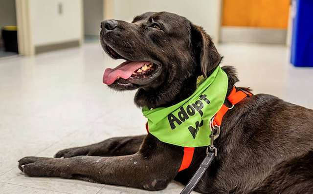 How Much Does It Really Cost to Adopt a Rescue Dog?