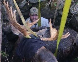 Wardens Pull Massive Moose To Safety After He Falls Into Hidden Well In Maine