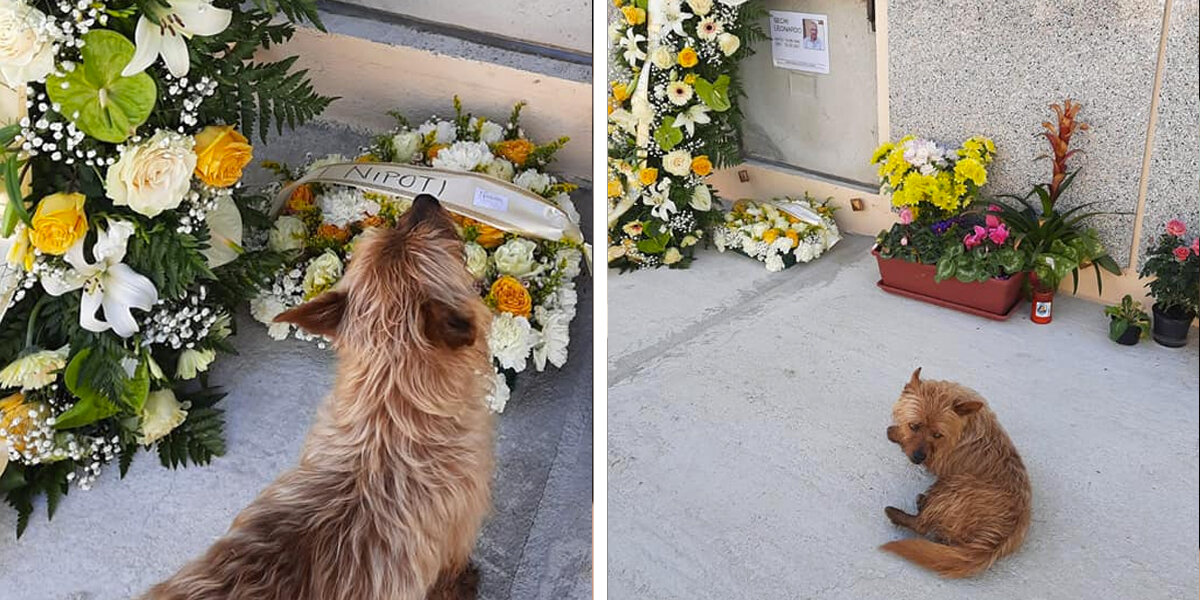 Little Dog Walks Miles Every Day To Visit His Best Friend’s Grave