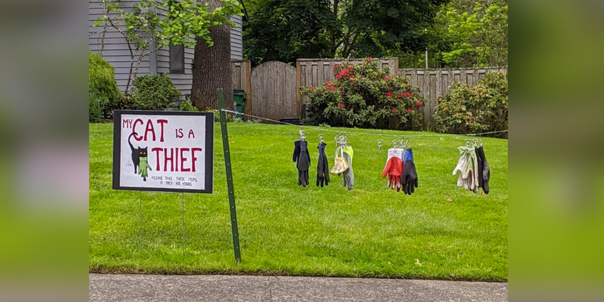 Family Posts Public Apology After Their Cat’s Hilarious Crime Spree