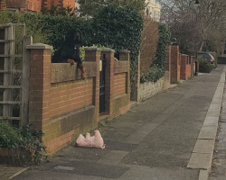 Woman Turns Her Car Around To Help Dog Who Lost His Favorite Toy