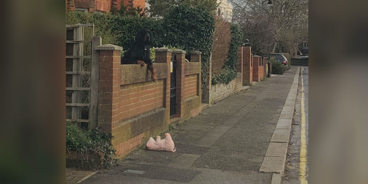 Woman Turns Her Car Around To Help Dog Who Lost His Favorite Toy