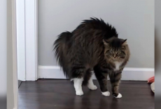 Woman Grooms Her Dogs — And Her Cat’s Hilarious Reaction Says It All