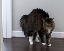 Woman Grooms Her Dogs — And Her Cat’s Hilarious Reaction Says It All