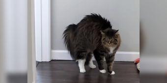 Woman Grooms Her Dogs — And Her Cat’s Hilarious Reaction Says It All