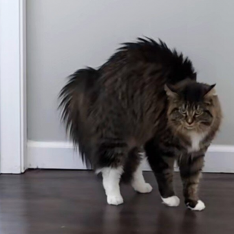 Woman Grooms Her Dogs — And Her Cat’s Hilarious Reaction Says It All