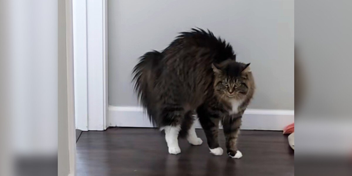 Woman Grooms Her Dogs — And Her Cat’s Hilarious Reaction Says It All