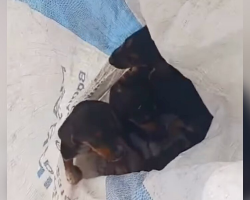 Driver Spots a Trash Bag on the Road — And Finds It Moving