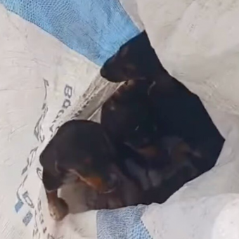 Driver Spots a Trash Bag on the Road — And Finds It Moving