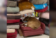 Sleepy Stray Pup Sneaks Into Pet Store — And Picks the Perfect Bed for a Nap