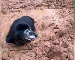 Elderly Dog Sinks Deep Into Mud — Until His Family Hears a Faint Sound and Rushes to Save Him