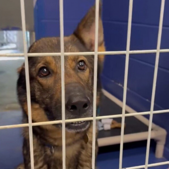 ‘Unicorn’ Dog Waits All Day For Someone To Choose Her — Then Gets The Happy Ending She Deserves