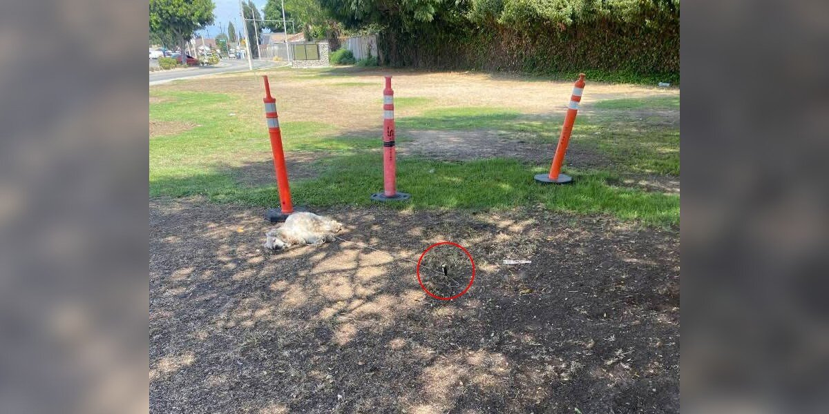 Woman Spots Elderly Dog Lying Beside A Cone — Then Realizes The Heartbreaking Truth