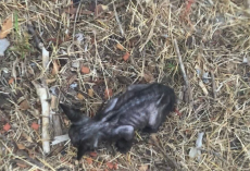 Woman Finds Tiny ‘Skeleton’ Kitten In The Grass — And Watches Her Bloom Into A Beauty