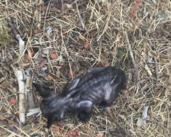 Woman Finds Tiny ‘Skeleton’ Kitten In The Grass — And Watches Her Bloom Into A Beauty