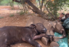 Lonely Baby Elephant Finds an Unlikely Best Friend — An Orphaned Buffalo