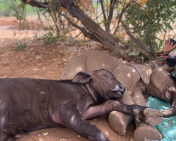 Lonely Baby Elephant Finds an Unlikely Best Friend — An Orphaned Buffalo