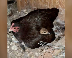 Tiny Hen Becomes a Devoted Mom to a Giant Baby — Without Realizing She’s Not the Same