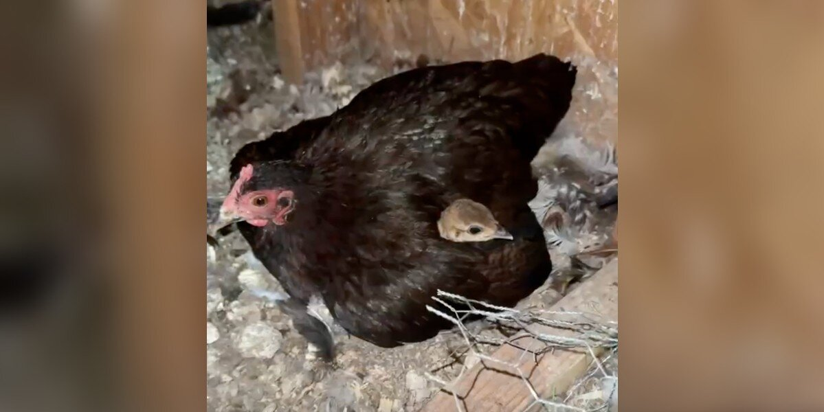 Tiny Hen Becomes a Devoted Mom to a Giant Baby — Without Realizing She’s Not the Same
