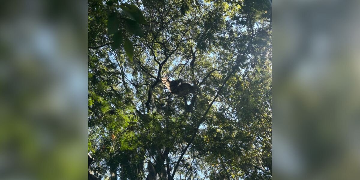 Woman Spots a “Beautiful Bird” in a Tree — Then Realizes He’s in Terrible Danger