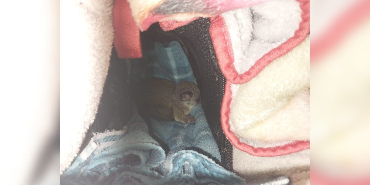 Festival Crew Unload Their Truck — And Discover a Surprise 870 Miles From Home