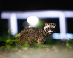 The Wide-Eyed Wanderer Of The Night — And The Photographer Who Waits To See Him
